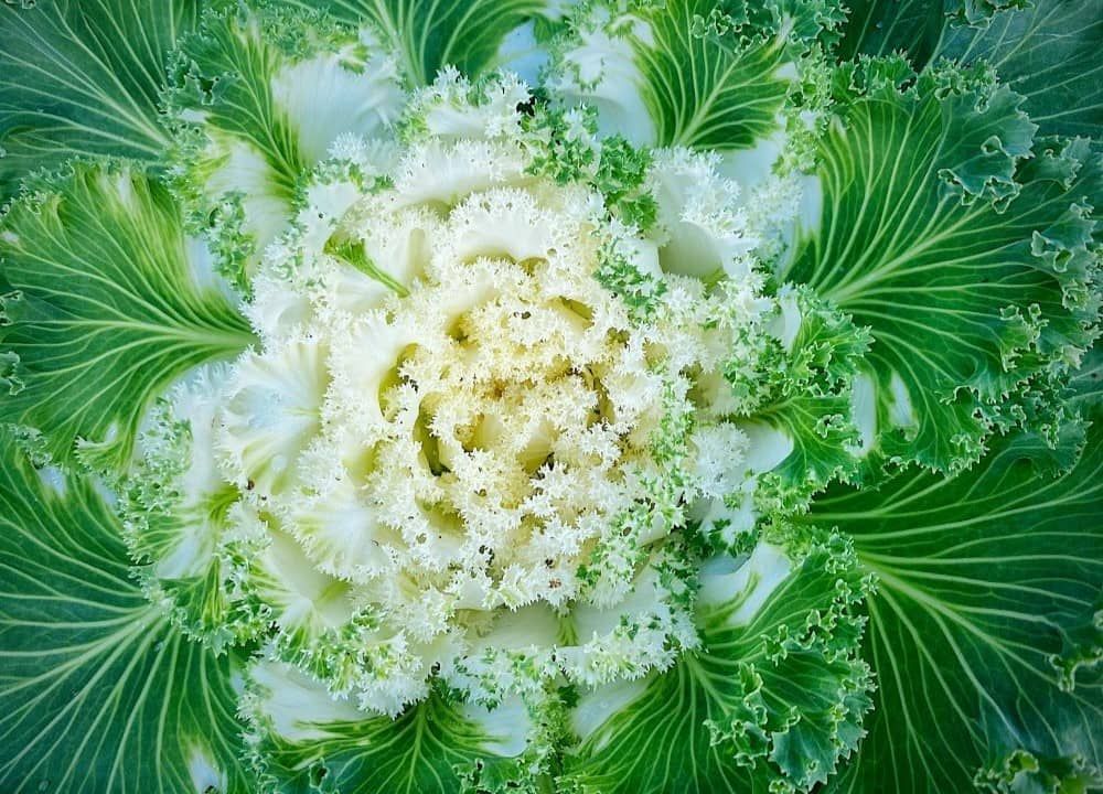 Harvesting the Future